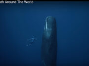 One Breath Around the World – Guillaume Néry One Breath Around the World Screenshot