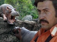 Pablo Escobar’s ‘Cocaine Hippos’ Culling Pablo Escobar | Cocaine Hippos